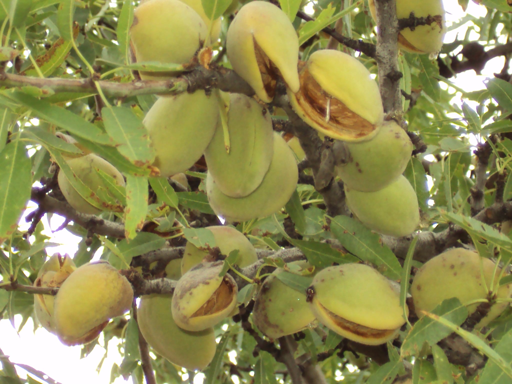 NONPAREİL BADEM FİDANI